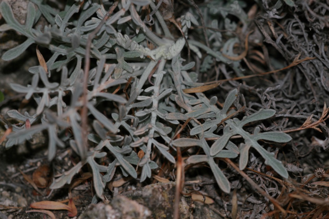 Centaurea diomedea / Centaurea delle Tremiti